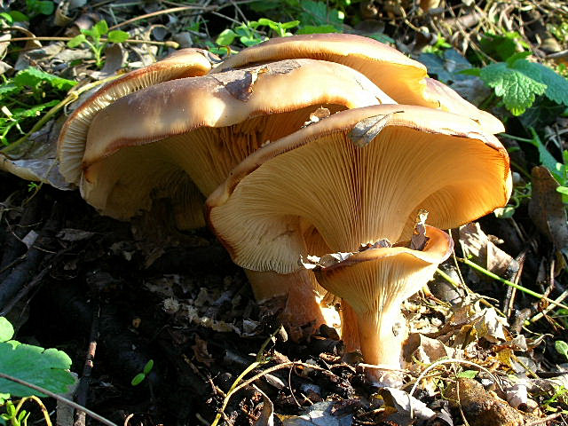 Clitocybe geotropa e Omphalotus olearius